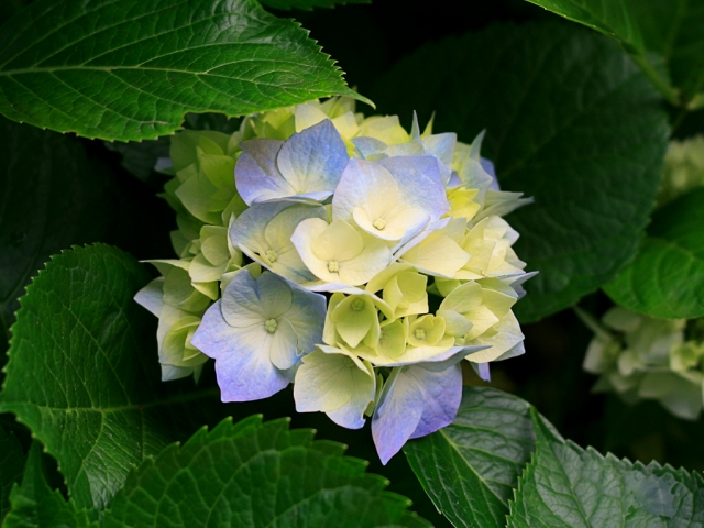 Hydrangeas(1)